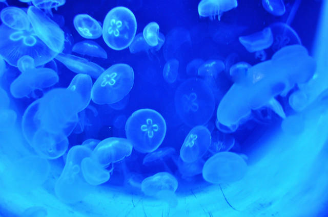 MeduzY