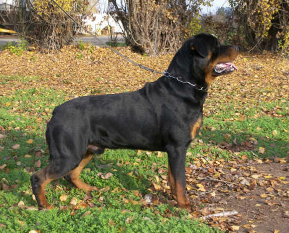 Rottweiler