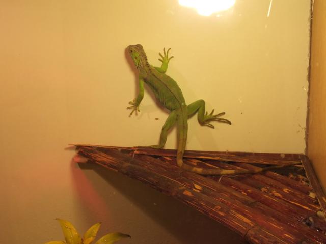 Wpis chuppacabra