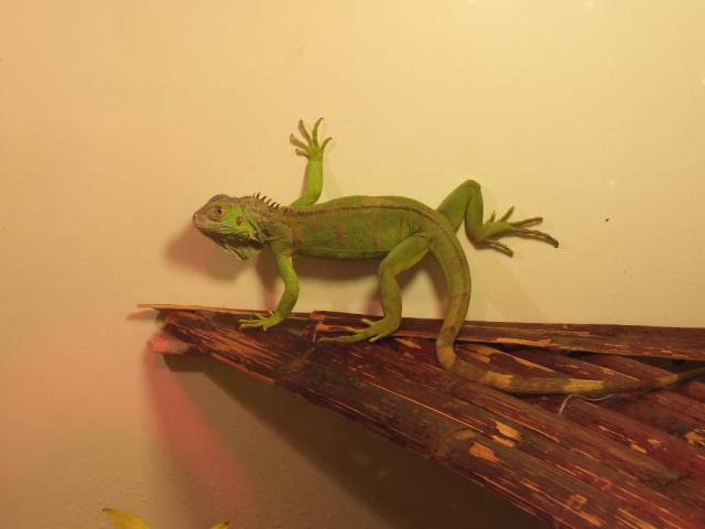 Wpis chuppacabra