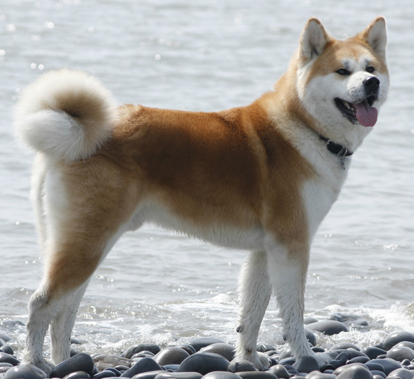 Akita-Inu