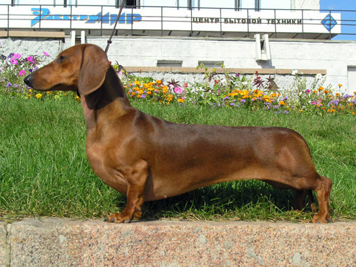 dachshound (jamnik)