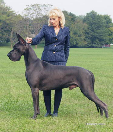 Dog Niemiecki