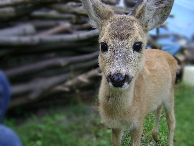 ej