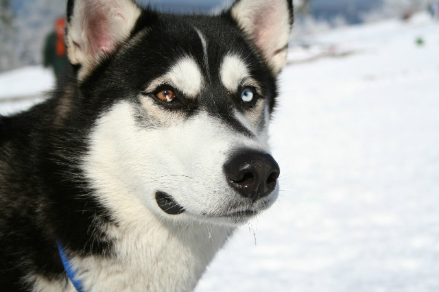 Syberian Husky