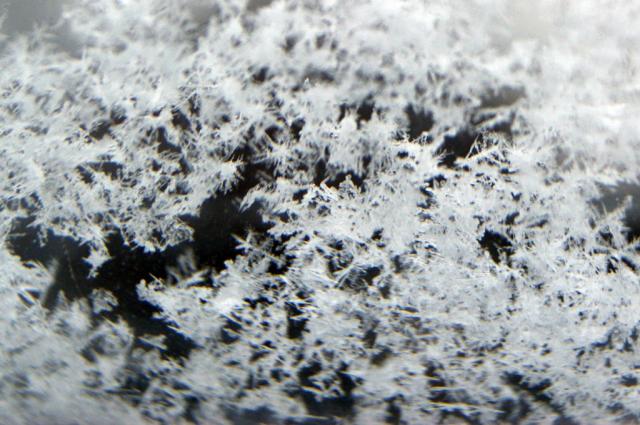 Wpis leonadiosia