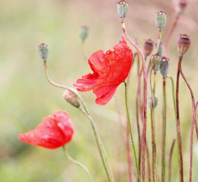 poppy