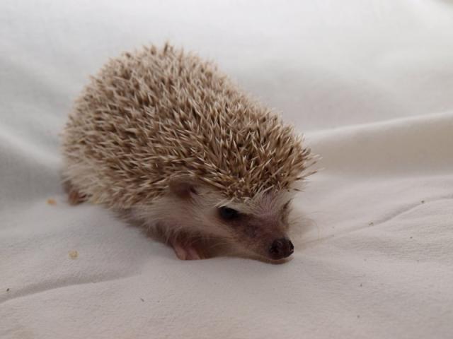 Gabula.