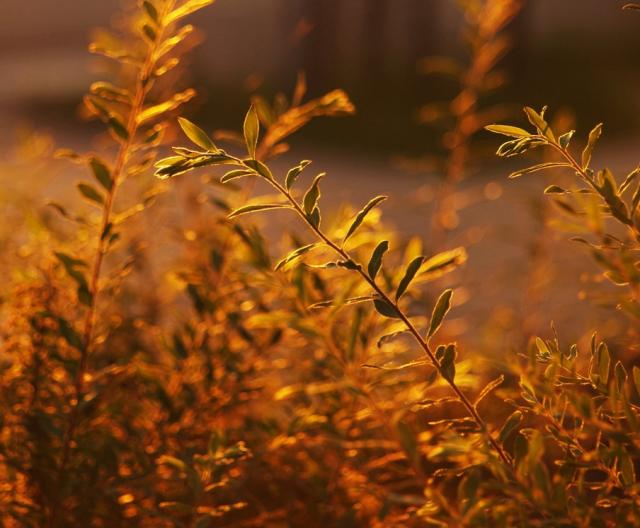 sun