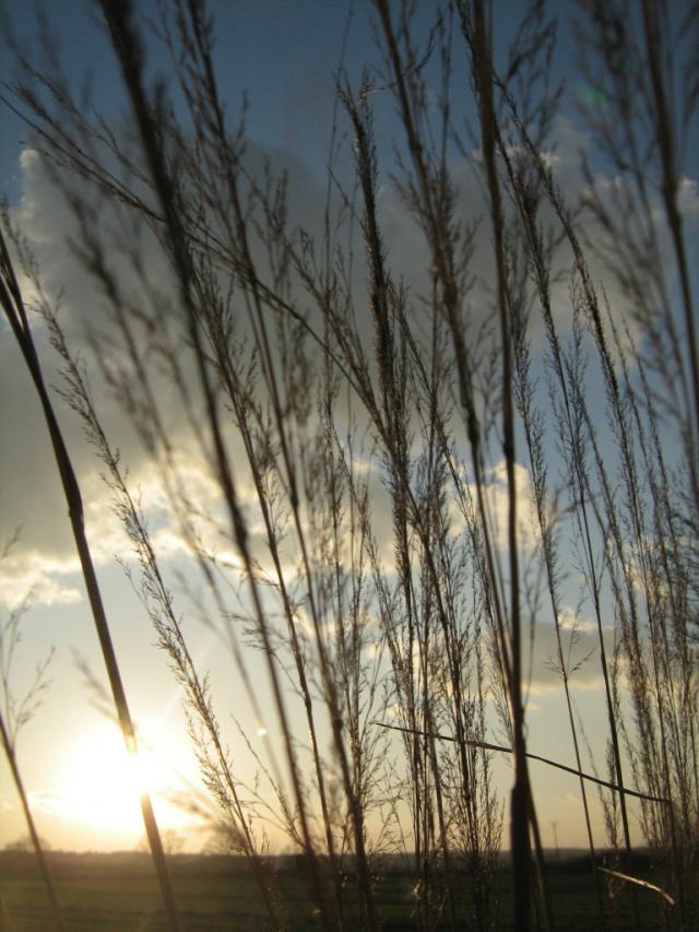Grass of rising sun