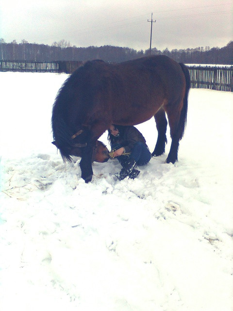 Wpis lovehorses246