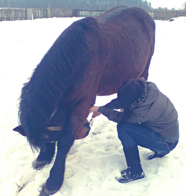 Wpis lovehorses246