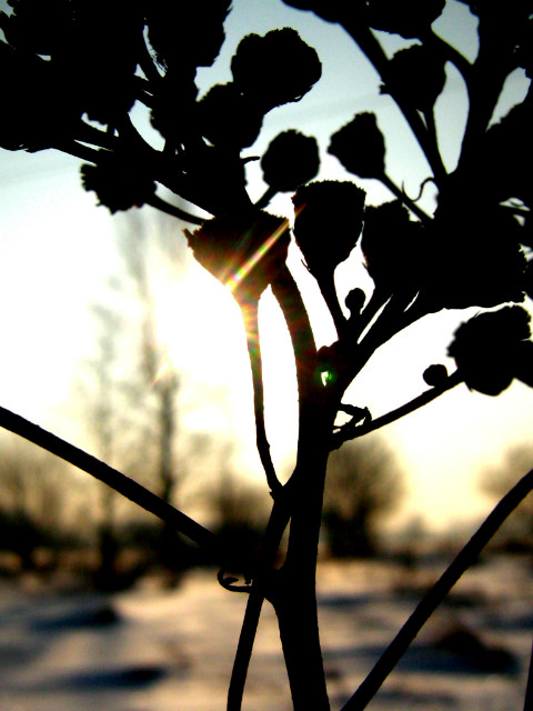 Oposite the sun..