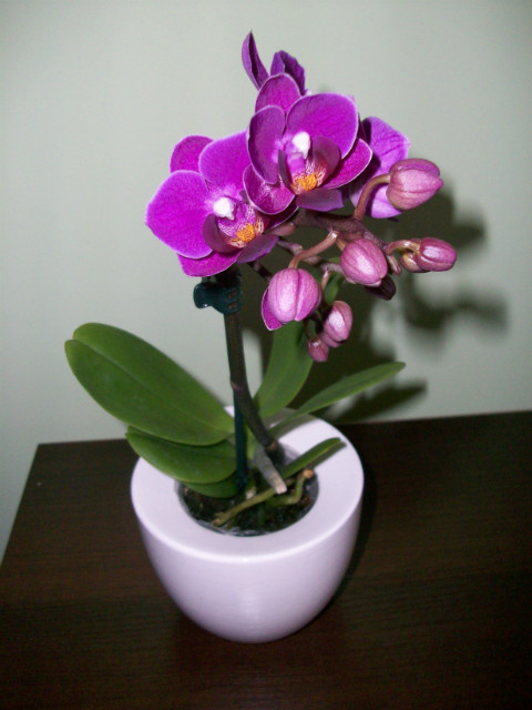 Pha. Mini Lady