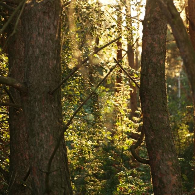 forest