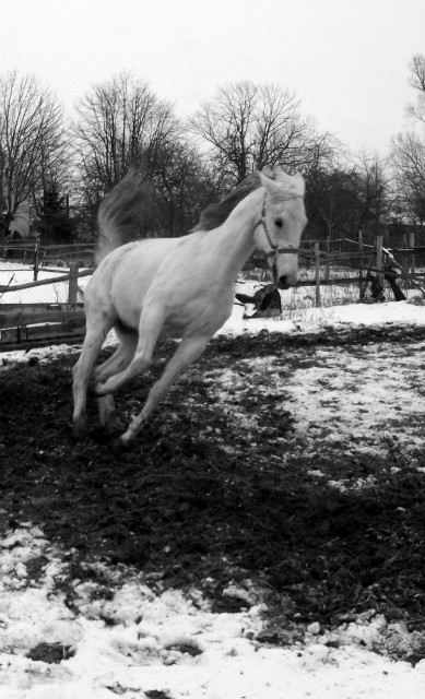 Siwa:*