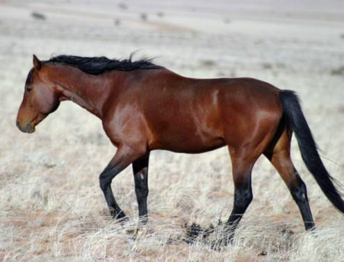 konik