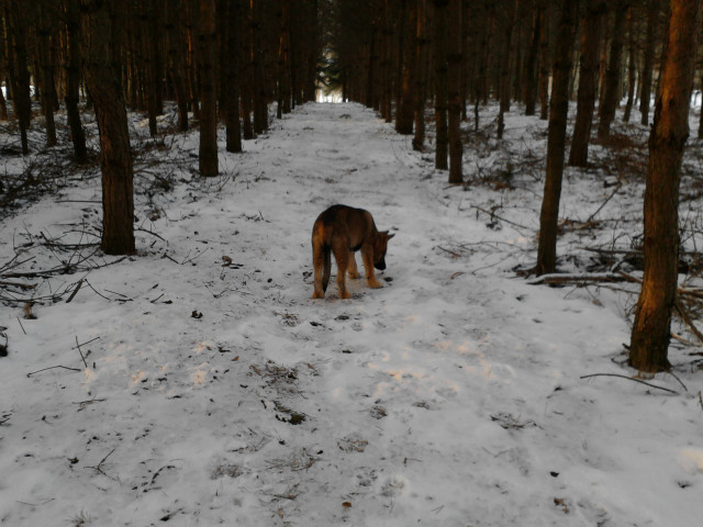 Owczarek