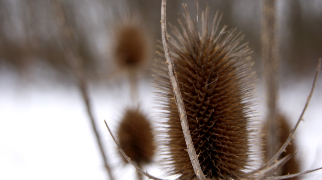 Winter Flowers III