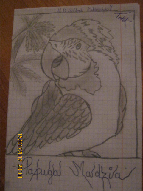 Papuga Madzia:*