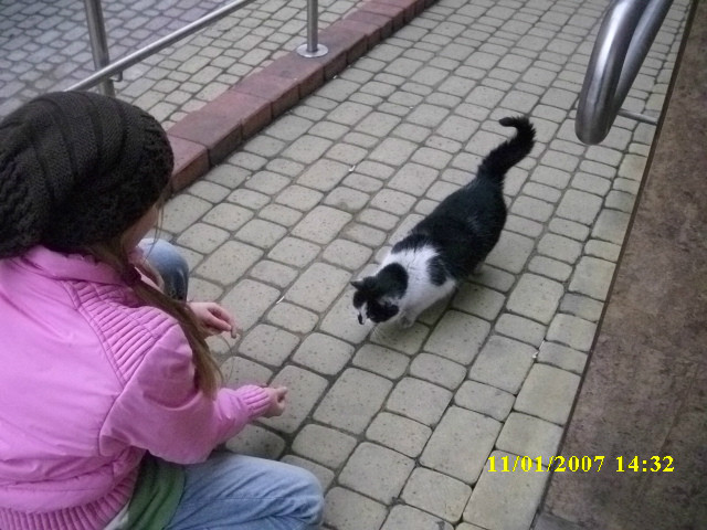 The Cat :D ; *