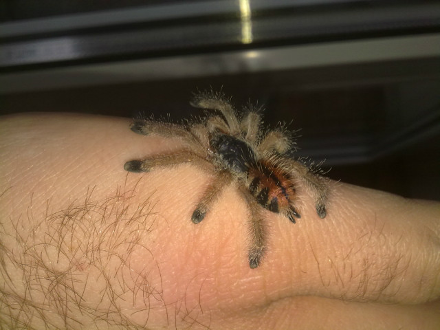 Avicularia