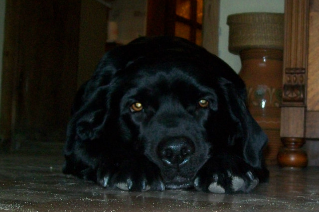 Labrador