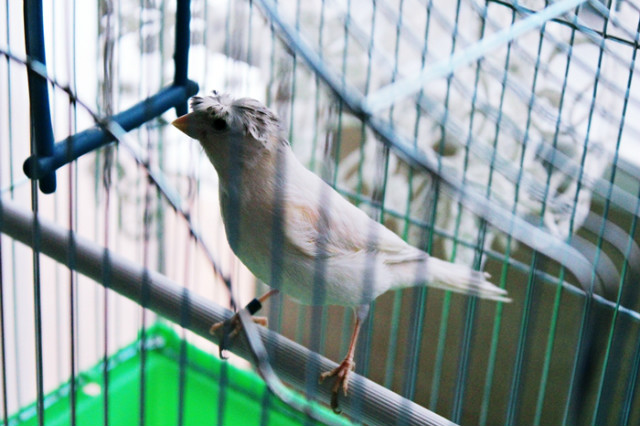 roda. 