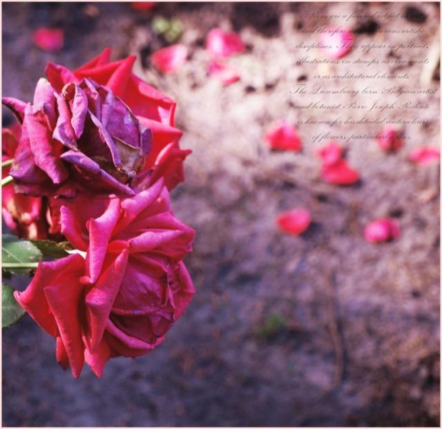 roses