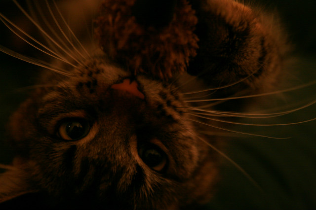 Luty