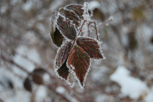 frozen leaf.