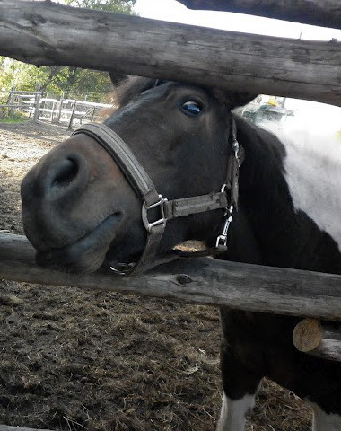 Leo ;* 