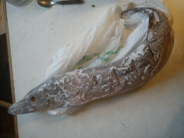 zimna ryba