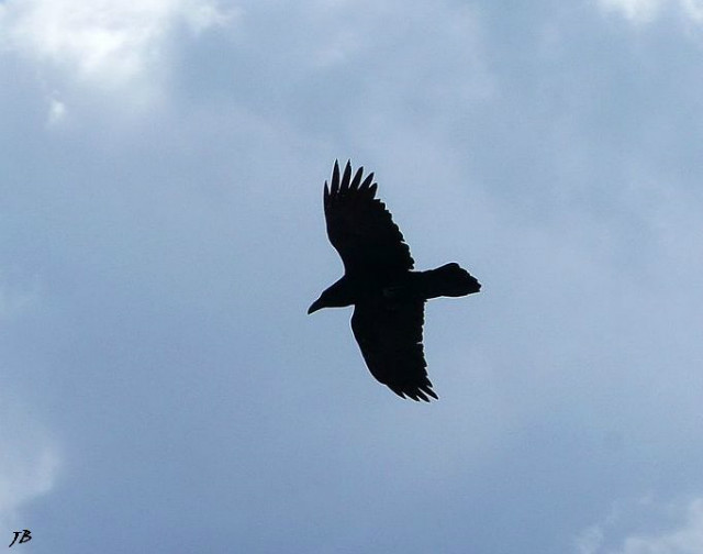 Corvus Corax