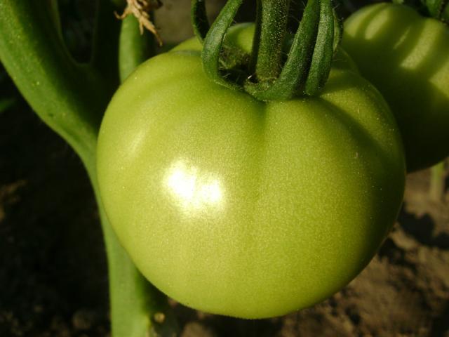 Pomidor !!! 