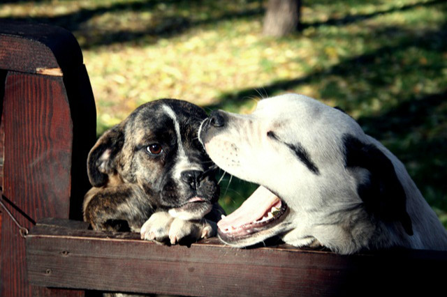 cztery apy...