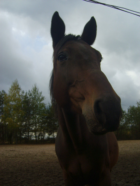 Ulena!