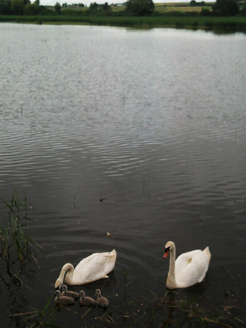 niedobrze