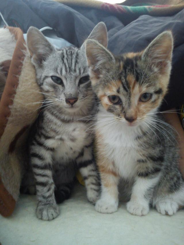kicie. ;***