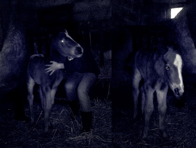 Wpis lovehorses246