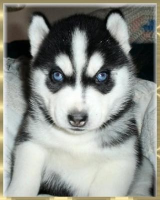 Love Haski