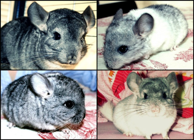 cztery apy...