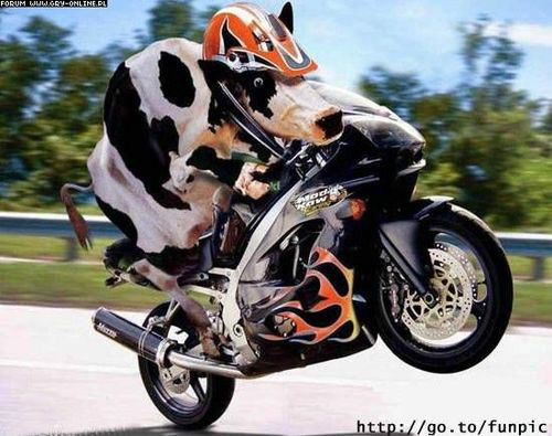 Motorzysta