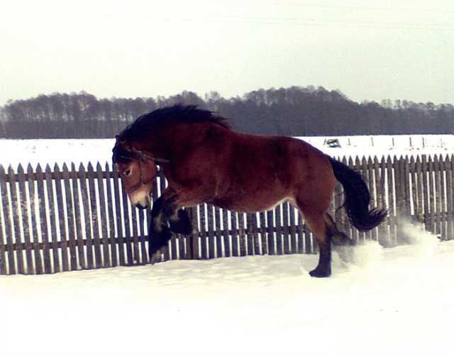 Wpis lovehorses246