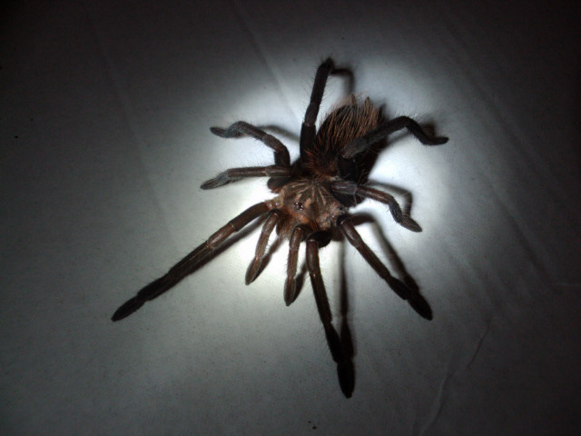 X. immanis
