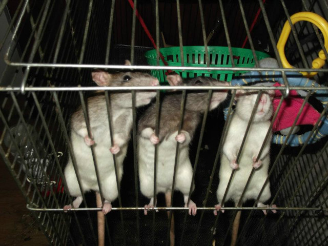 panienki