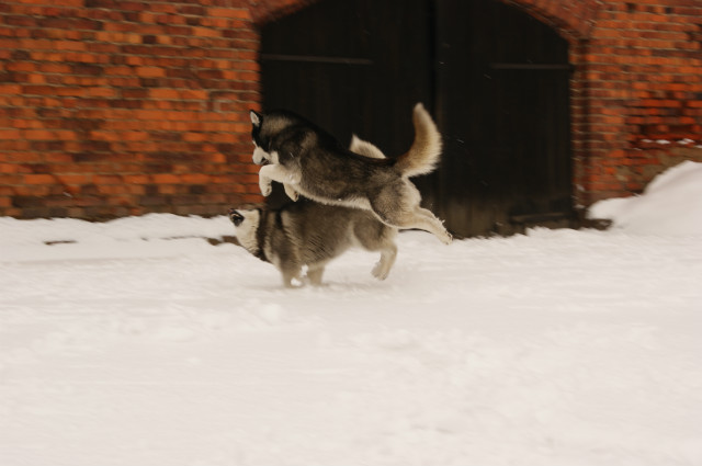 Drako i Sonia