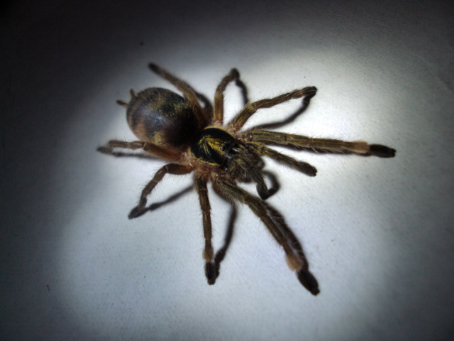 H. incei 