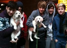 Wpis onedirectioninfectjon