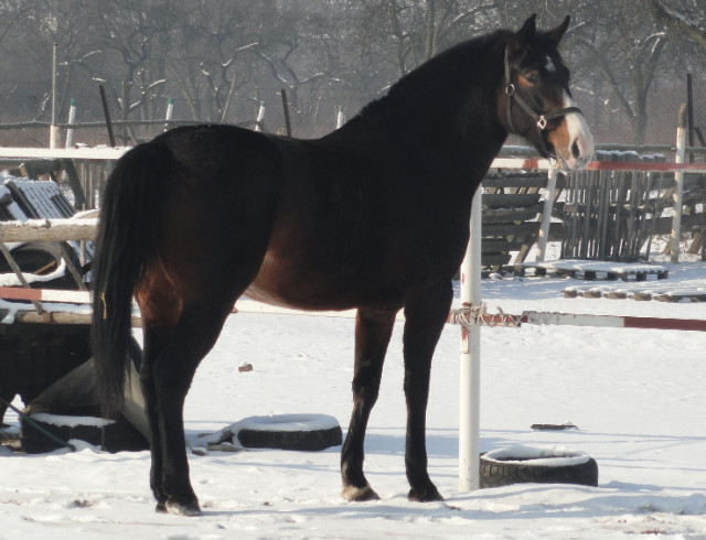 konina